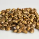 nasiona 