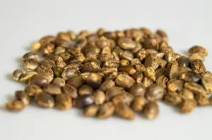nasiona 